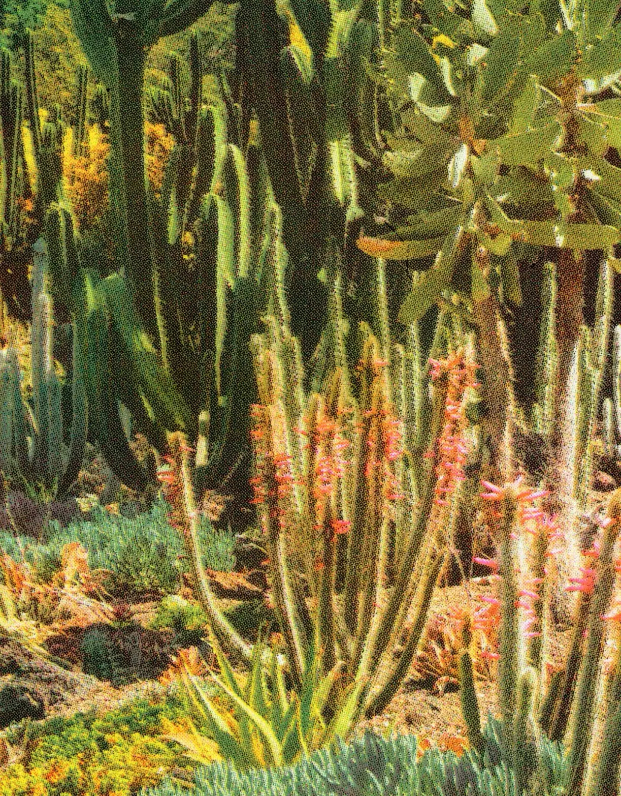 Huntington Cacti II Risograph Print Poster