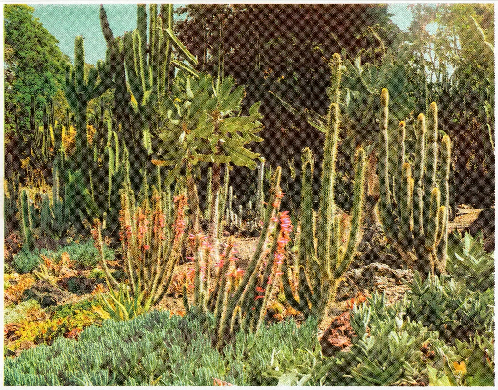 Huntington Cacti II Risograph Print Poster