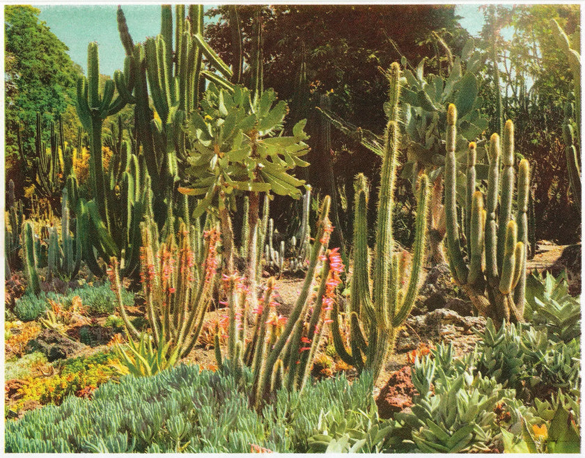 Huntington Cacti II Risograph Print Poster